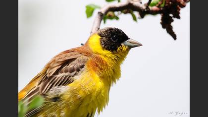 Karabaşlı kirazkuşu