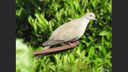 Kumru » Eurasian Collared Dove » Streptopelia decaocto