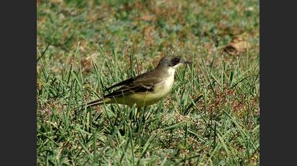 Sarı kuyruksallayan » Western Yellow Wagtail » Motacilla flava