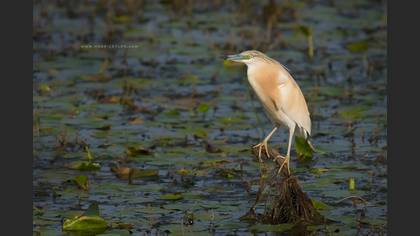 Alaca balıkçıl » Squacco Heron » Ardeola ralloides