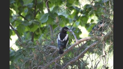 Saksağan » Eurasian Magpie » Pica pica