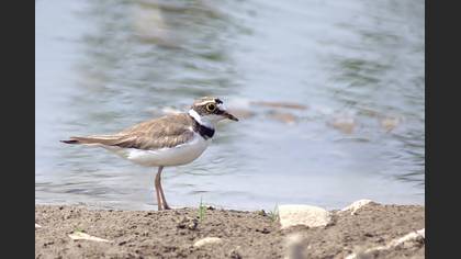 Halkalı küçük cılıbıt » Little Ringed Plover » Charadrius dubius