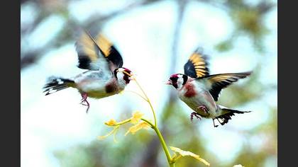 Saka » European Goldfinch » Carduelis carduelis