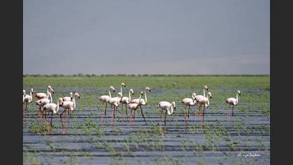 Flamingo » Greater Flamingo » Phoenicopterus roseus