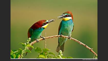 Arıkuşu » European Bee-eater » Merops apiaster