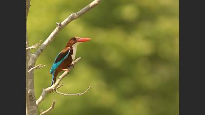 İzmir yalıçapkını » White-throated Kingfisher » Halcyon smyrnensis