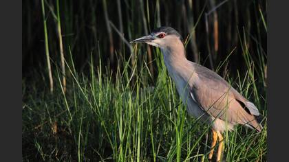 Gece balıkçılı » Black-crowned Night Heron » Nycticorax nycticorax