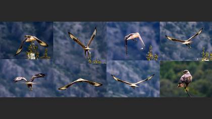 Kızıl şahin » Long-legged Buzzard » Buteo rufinus