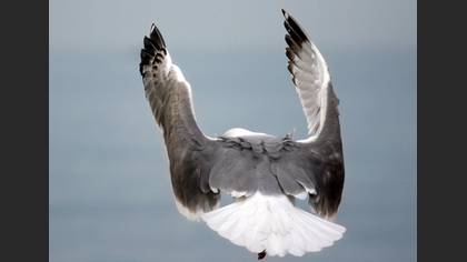 Gümüş martı » Yellow-legged Gull » Larus michahellis