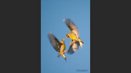 Florya » European Greenfinch » Chloris chloris