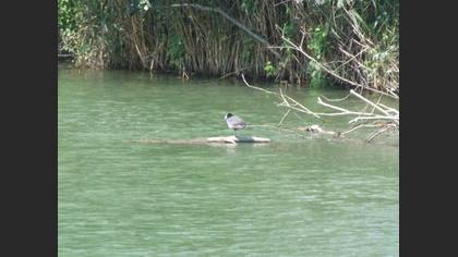 Sakarmeke » Eurasian Coot » Fulica atra