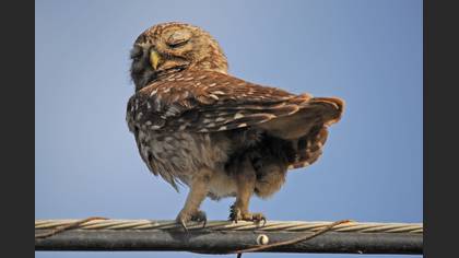 Kukumav » Little Owl » Athene noctua