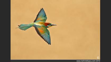 Arıkuşu » European Bee-eater » Merops apiaster