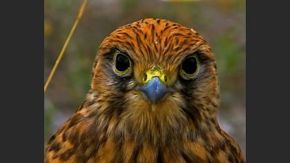 Delice doğan » Eurasian Hobby » Falco subbuteo