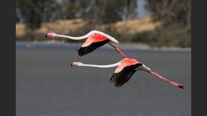 Flamingo