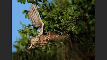 Kukumav » Little Owl » Athene noctua