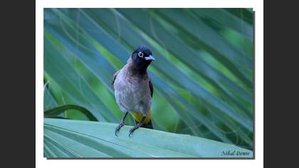 Arapbülbülü » White-spectacled Bulbul » Pycnonotus xanthopygos