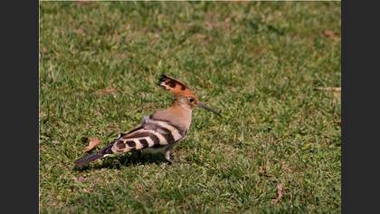 İbibik » Eurasian Hoopoe » Upupa epops