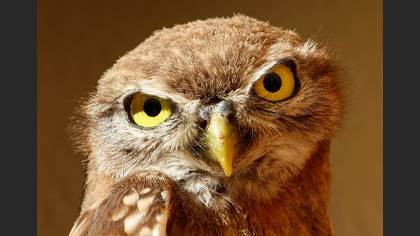 Kukumav » Little Owl » Athene noctua