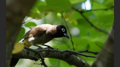 Arapbülbülü » White-spectacled Bulbul » Pycnonotus xanthopygos