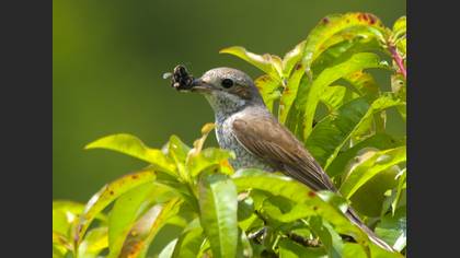 Kızılsırtlı örümcekkuşu » Red-backed Shrike » Lanius collurio