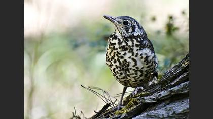 Ökse ardıcı » Mistle Thrush » Turdus viscivorus