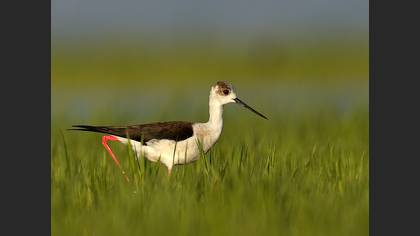 Uzunbacak » Black-winged Stilt » Himantopus himantopus