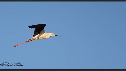 Uzunbacak » Black-winged Stilt » Himantopus himantopus