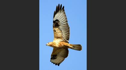 Kızıl şahin » Long-legged Buzzard » Buteo rufinus