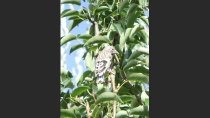 Saka » European Goldfinch » Carduelis carduelis