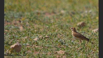 Tanımsız » Undefined » Undefined