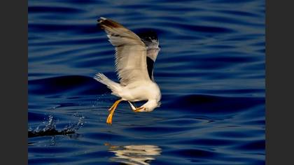 Gümüş martı » Yellow-legged Gull » Larus michahellis