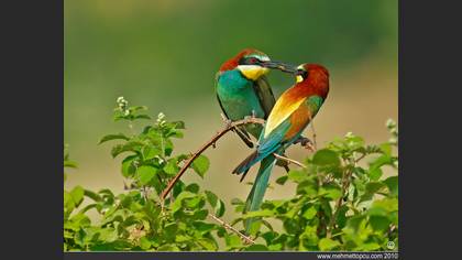 Arıkuşu » European Bee-eater » Merops apiaster