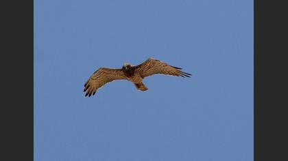 Yılan kartalı » Short-toed Snake Eagle » Circaetus gallicus