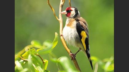 Saka » European Goldfinch » Carduelis carduelis