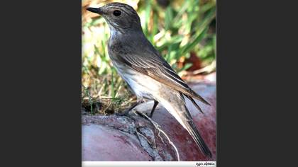Benekli sinekkapan » Spotted Flycatcher » Muscicapa striata