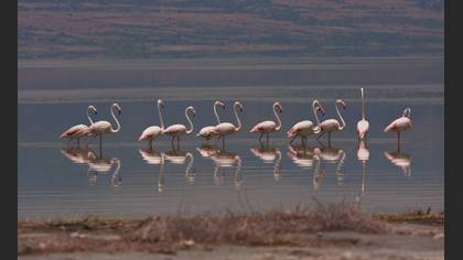 Flamingo