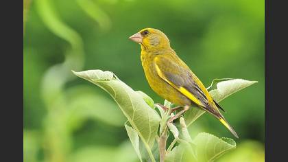 Florya » European Greenfinch » Chloris chloris