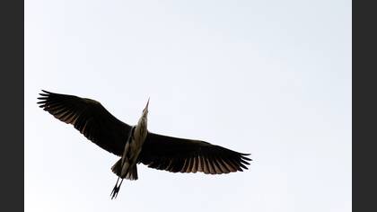 Gri balıkçıl » Grey Heron » Ardea cinerea