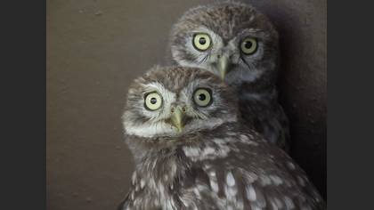 Kukumav » Little Owl » Athene noctua