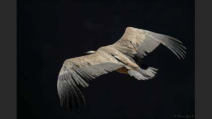 Kızıl akbaba