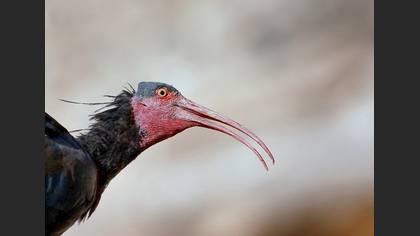 Kelaynak