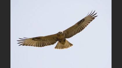 Kızıl şahin » Long-legged Buzzard » Buteo rufinus