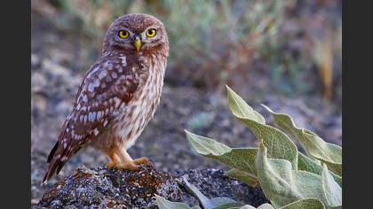 Kukumav » Little Owl » Athene noctua