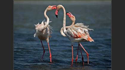 Flamingo