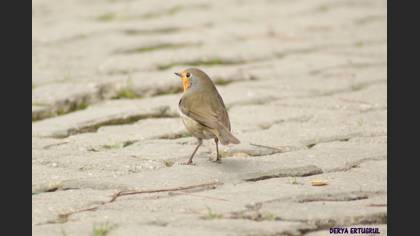 Kızılgerdan » European Robin » Erithacus rubecula