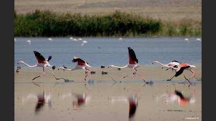 Flamingo