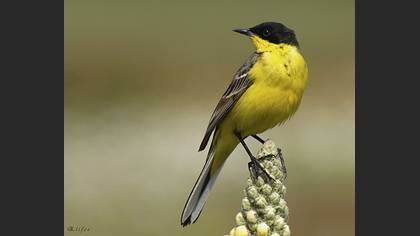 Sarı kuyruksallayan » Western Yellow Wagtail » Motacilla flava