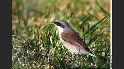 Kızılsırtlı örümcekkuşu » Red-backed Shrike » Lanius collurio