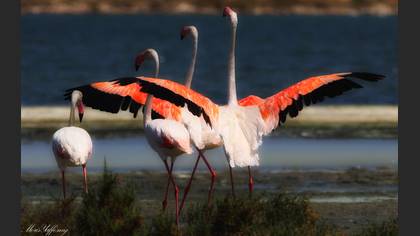 Flamingo